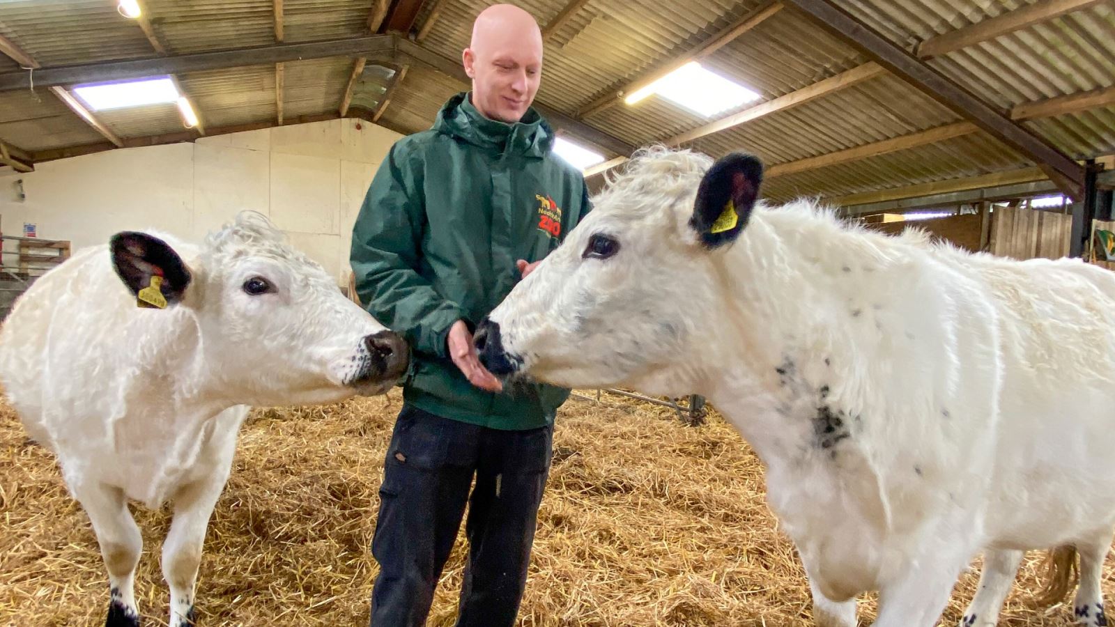 Chris Wilkinson: Curator of Noah’s Ark with Rare Breed Jersey Cow’s
